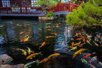 Koi Pond - Garden Services Goodland, Kansas