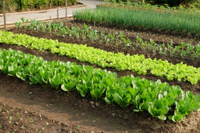 Vegetable Garden - Garden Services Elk Grove, California